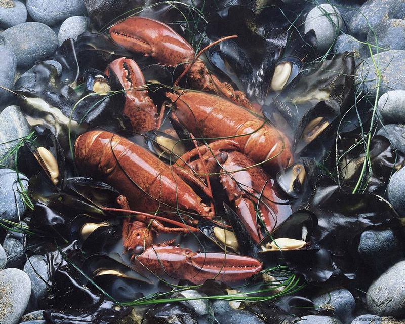 Lobsters; DISPLAY FULL IMAGE.