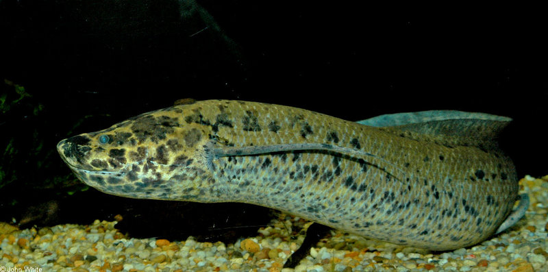 African Lungfish (Protopterus aethiopicus); DISPLAY FULL IMAGE.