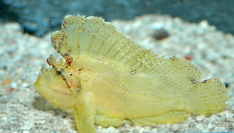 Leaf Scorpionfish (Taenianotus triacanthus); DISPLAY FULL IMAGE.