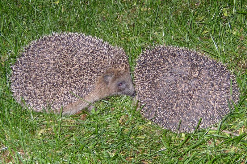 Two hedgehogs; DISPLAY FULL IMAGE.
