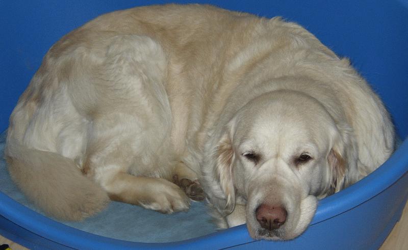My golden retriever Bonnie in her bed; DISPLAY FULL IMAGE.