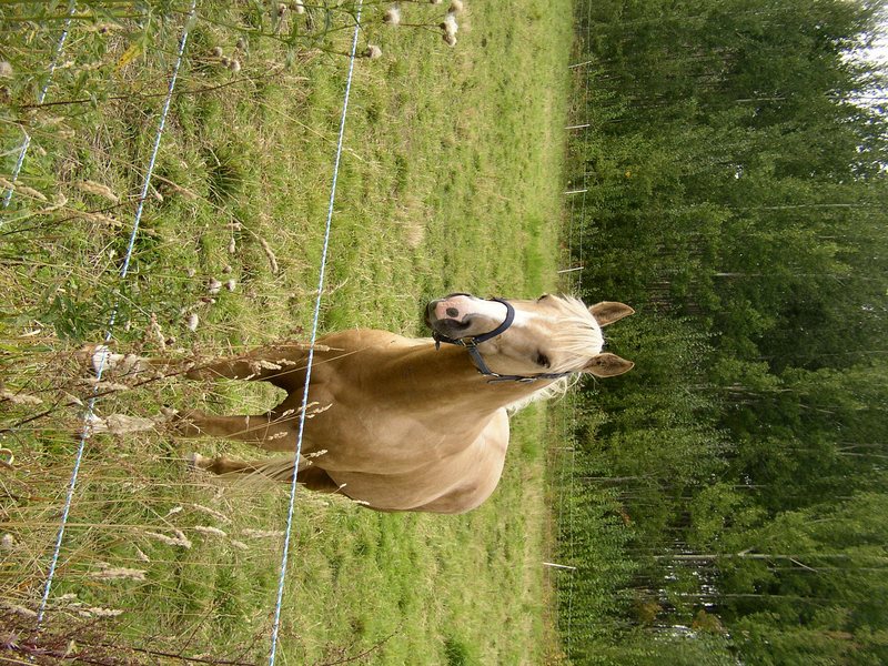 A cute horse somewhere in Sweden; DISPLAY FULL IMAGE.