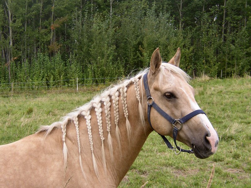 A cute horse somewhere in Sweden; DISPLAY FULL IMAGE.