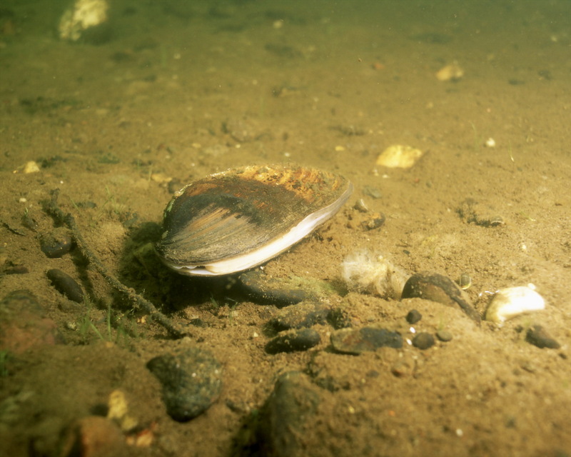 Freshwater Mussel {!--민물조개/미국-->; DISPLAY FULL IMAGE.