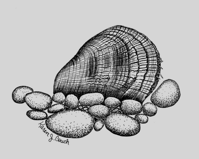 Oyster Mussel (Epioblasma capsaeformis) {!--굴조개/미국-->; DISPLAY FULL IMAGE.