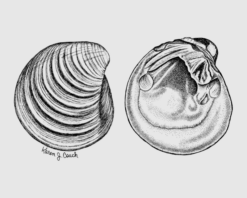 Ring Pink Mussel (Obovaria retusa) {!--고리무늬분홍조개/미국-->; DISPLAY FULL IMAGE.