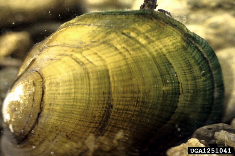 Tan Riffeshell (Epioblasma florentina) {!--황화조개-->; DISPLAY FULL IMAGE.