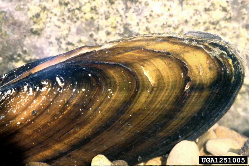 Black sandshell (Ligumia recta) {!--검정모래조개-->; DISPLAY FULL IMAGE.