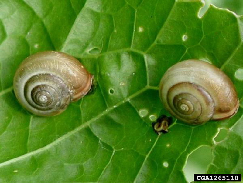 Carthusian Snail (Monacha cartusiana) {!--카르투지오달팽이-->; DISPLAY FULL IMAGE.