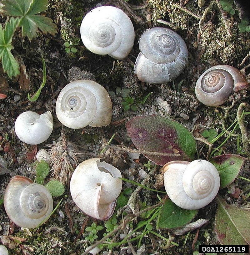 Carthusian Snail (Monacha cartusiana) {!--카르투지오달팽이-->; DISPLAY FULL IMAGE.