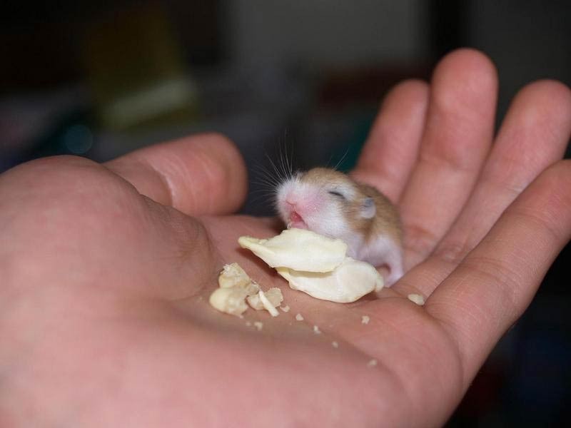 hamster; DISPLAY FULL IMAGE.