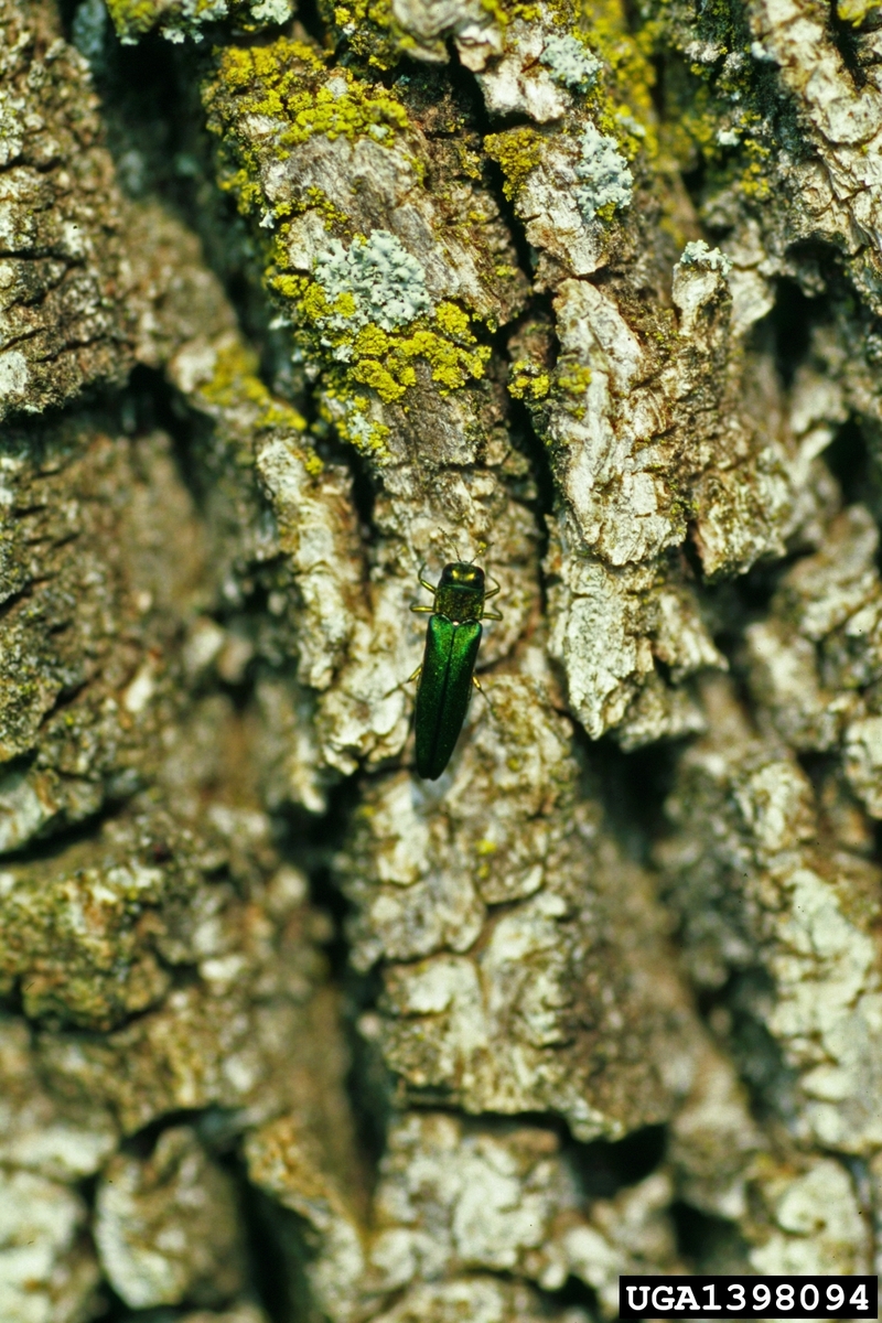 Emerald Ash Borer (Agrilus planipennis) {!--물푸레나무호리비단벌레-->; DISPLAY FULL IMAGE.