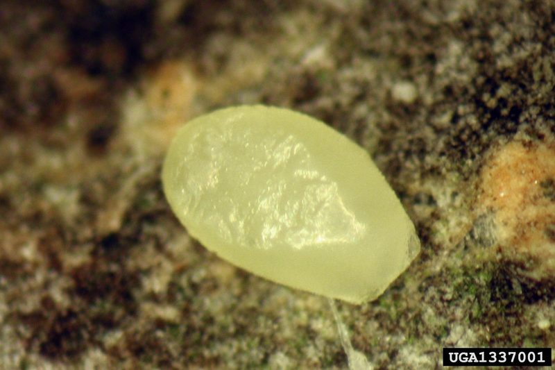 Emerald Ash Borer (Agrilus planipennis) egg {!--물푸레나무호리비단벌레 알-->; DISPLAY FULL IMAGE.