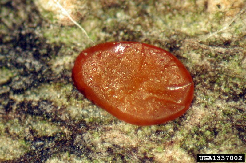 Emerald Ash Borer (Agrilus planipennis) egg {!--물푸레나무호리비단벌레 알-->; DISPLAY FULL IMAGE.
