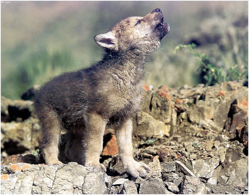 baby wolf howling; DISPLAY FULL IMAGE.