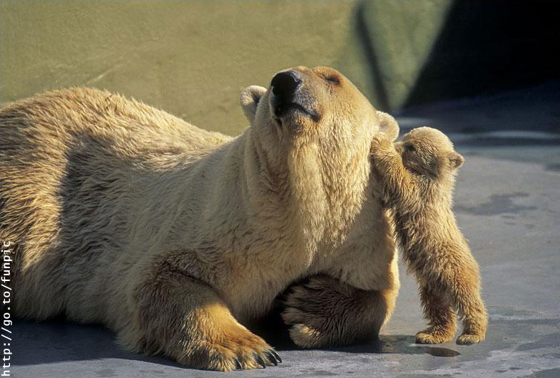 Bear hug; DISPLAY FULL IMAGE.