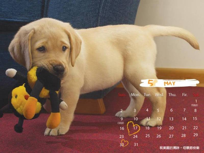 2006 Puppy Calendar - 05; DISPLAY FULL IMAGE.