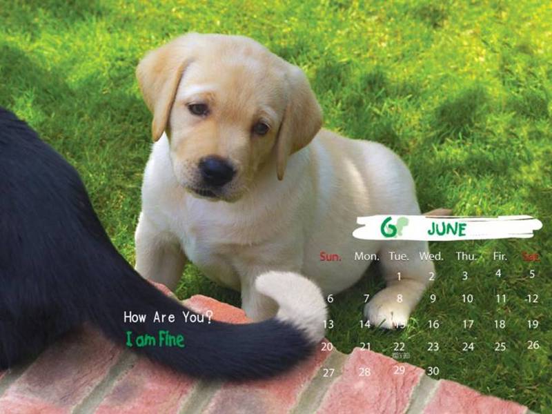 2006 Puppy Calendar - 06; DISPLAY FULL IMAGE.