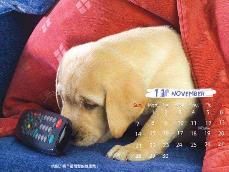 2006 Puppy Calendar - 11; DISPLAY FULL IMAGE.