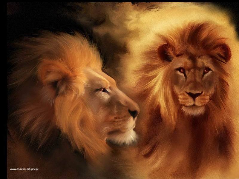 lions; DISPLAY FULL IMAGE.