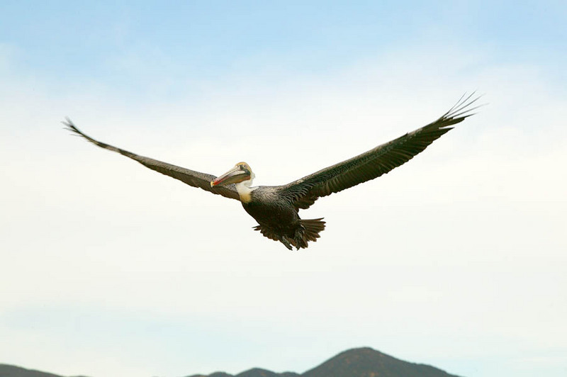 flying-pelican; DISPLAY FULL IMAGE.