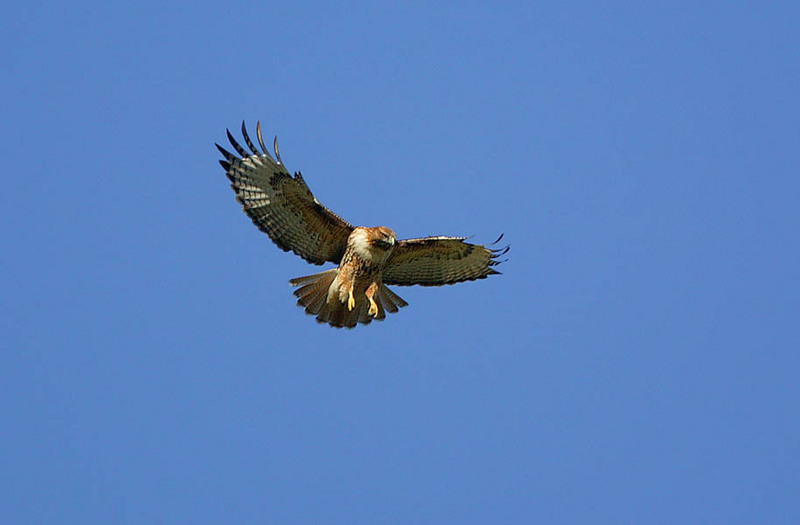 red-tailed hawk hovering; DISPLAY FULL IMAGE.