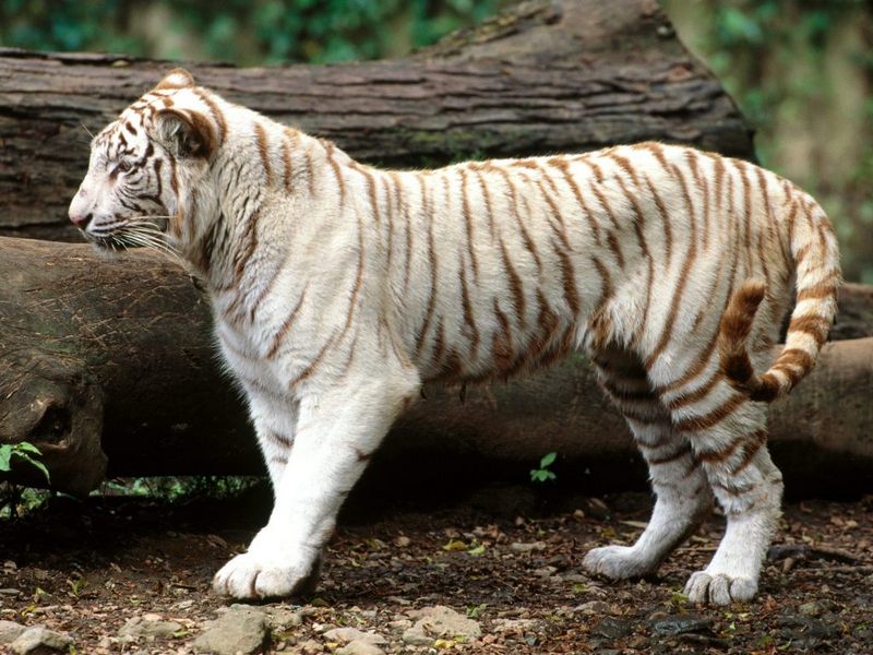 white tiger; DISPLAY FULL IMAGE.