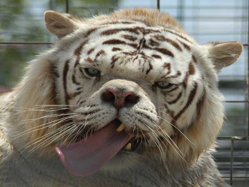 white tiger; DISPLAY FULL IMAGE.