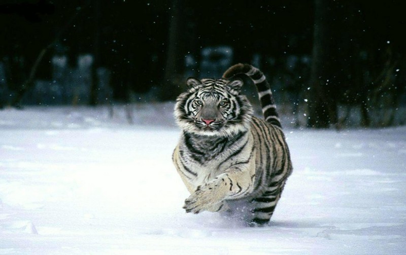 white tiger; DISPLAY FULL IMAGE.