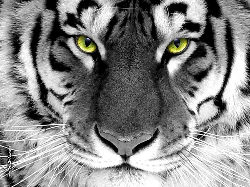 tiger eyes; DISPLAY FULL IMAGE.