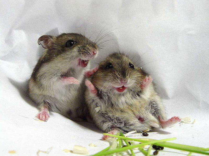 Happy Mice; DISPLAY FULL IMAGE.