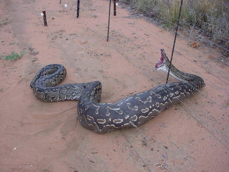 Snake; DISPLAY FULL IMAGE.
