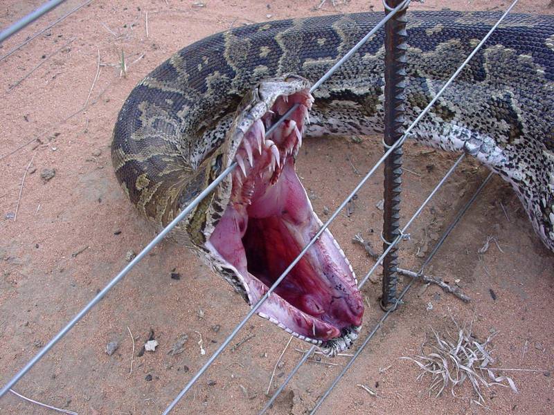 Snake mouth; DISPLAY FULL IMAGE.