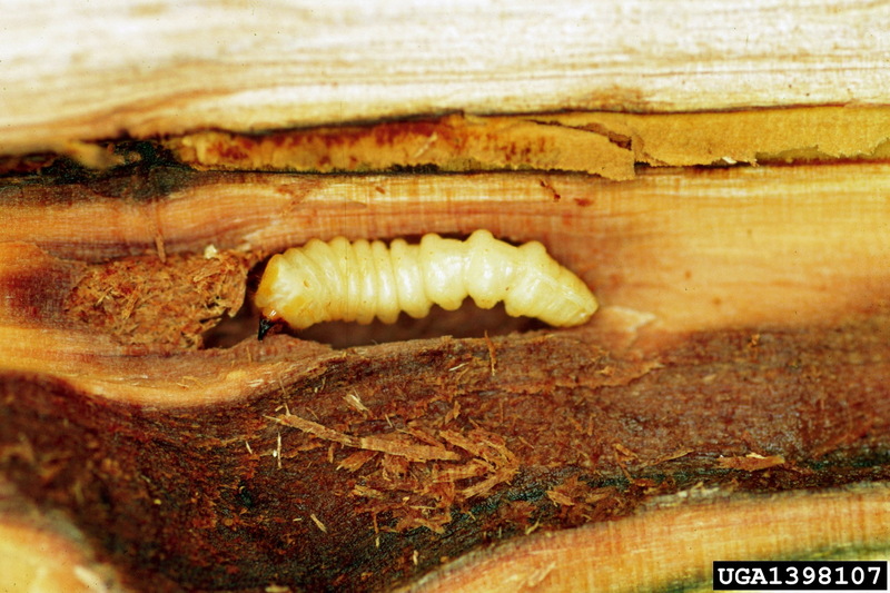 Asian Longhorned Beetle (Anoplophora glabripennis) larva {!--유리알락하늘소 유충-->; DISPLAY FULL IMAGE.