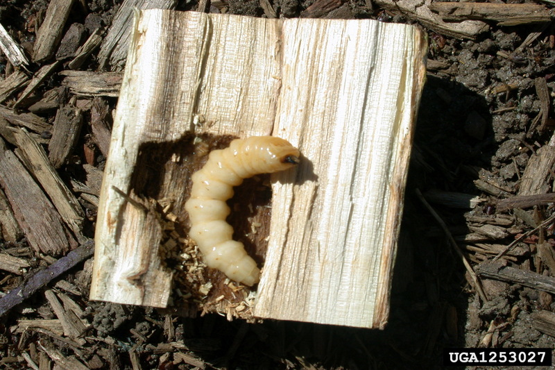Asian Longhorned Beetle (Anoplophora glabripennis) larva {!--유리알락하늘소 유충-->; DISPLAY FULL IMAGE.