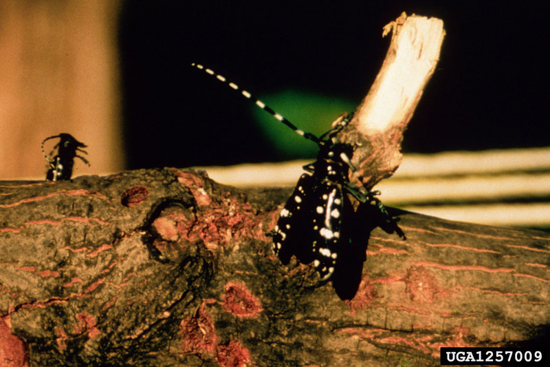 Asian Longhorned Beetle (Anoplophora glabripennis) {!--유리알락하늘소-->; DISPLAY FULL IMAGE.