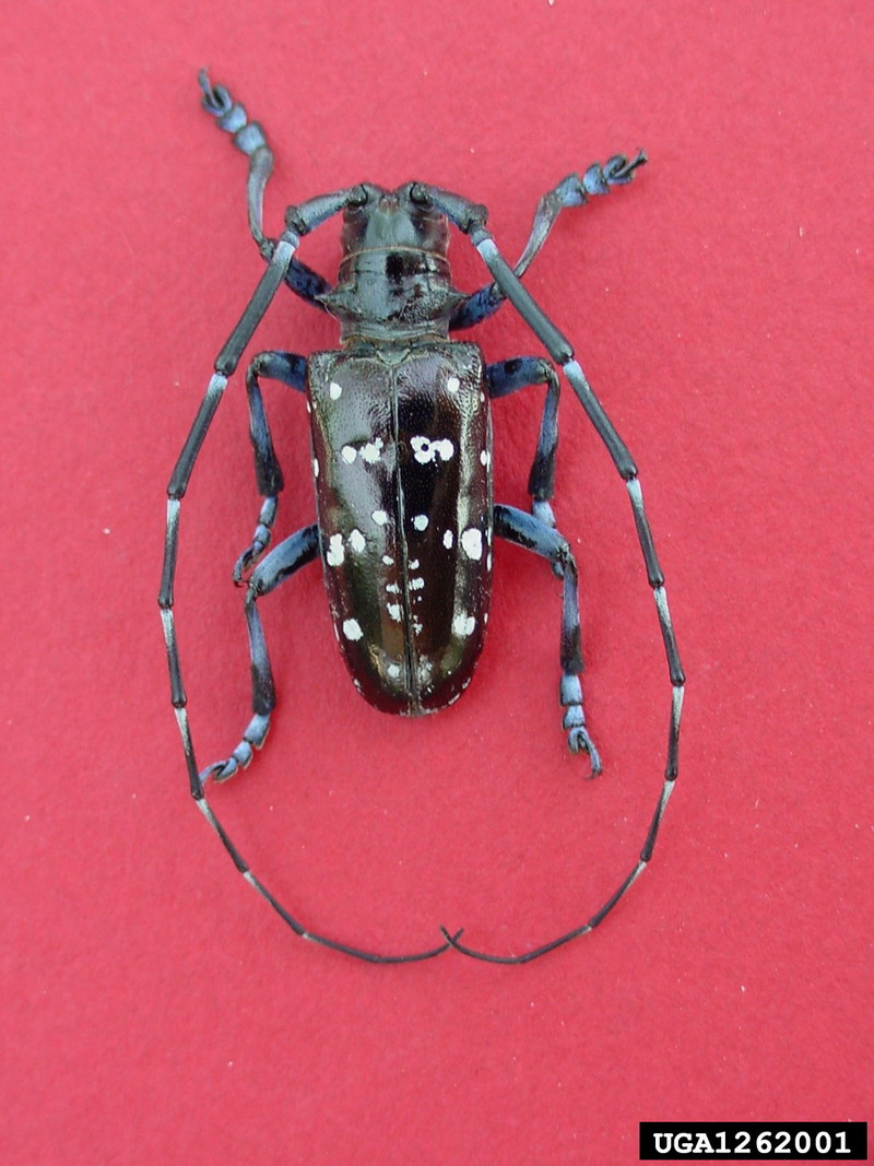 Asian Longhorned Beetle (Anoplophora glabripennis) {!--유리알락하늘소-->; DISPLAY FULL IMAGE.