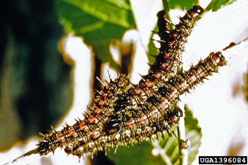 Mourning Cloak (Nymphalis antiopa) caterpillars {!--신선나비 애벌레-->; DISPLAY FULL IMAGE.
