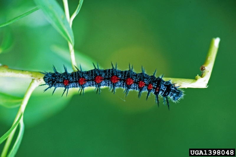 Mourning Cloak (Nymphalis antiopa) caterpillar {!--신선나비 애벌레-->; DISPLAY FULL IMAGE.