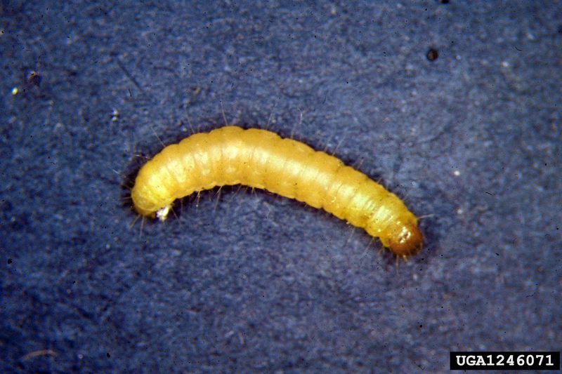 Indian Meal Moth (Plodia interpunctella) larva {!--화랑곡나방 애벌레-->; DISPLAY FULL IMAGE.