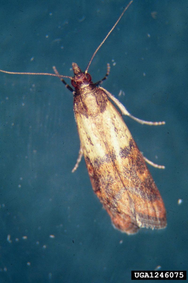 Indian Meal Moth (Plodia interpunctella) {!--화랑곡나방-->; DISPLAY FULL IMAGE.