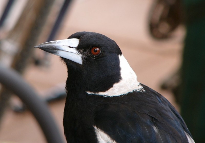 Australian magpie 1; DISPLAY FULL IMAGE.