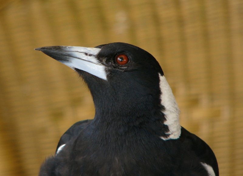 Australian magpie 2; DISPLAY FULL IMAGE.