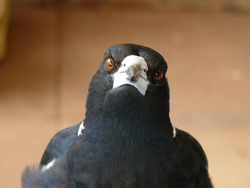Australian magpie 3; DISPLAY FULL IMAGE.