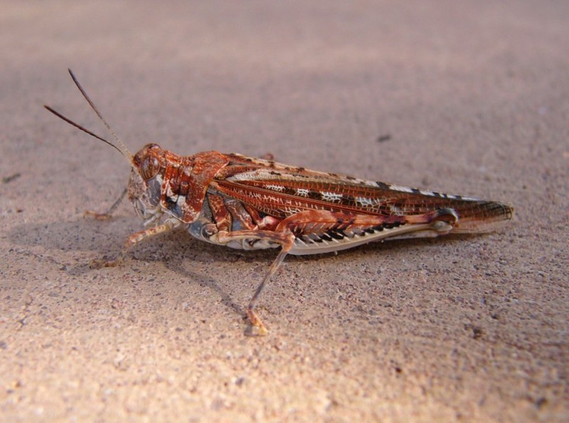 grasshopper 1; DISPLAY FULL IMAGE.