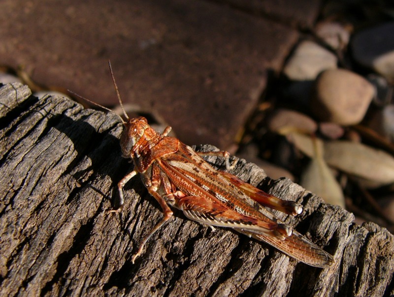 grasshopper 2; DISPLAY FULL IMAGE.