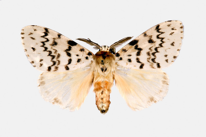 Gypsy Moth (Lymantria antennata) {!--더듬이매미나방-->; DISPLAY FULL IMAGE.