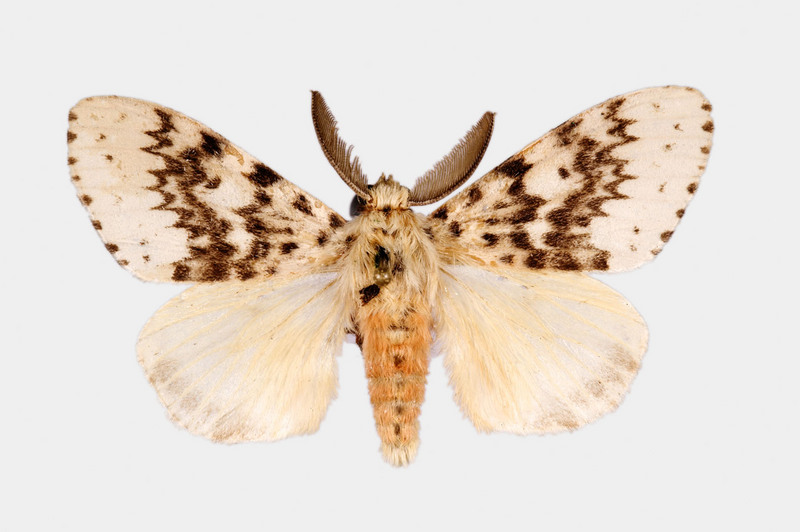 Gypsy Moth (Lymantria antennata) {!--더듬이매미나방-->; DISPLAY FULL IMAGE.