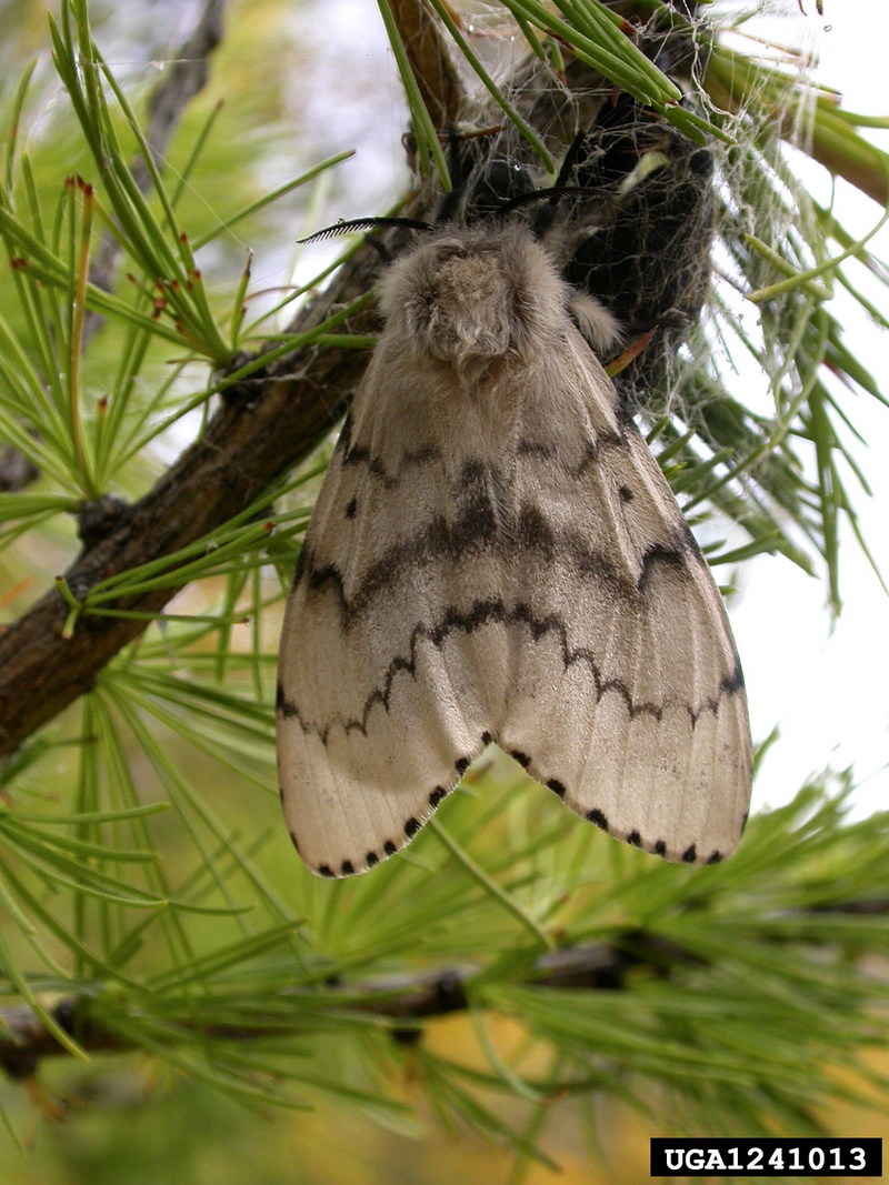 Gypsy Moth (Lymantria dispar) {!--매미나방(짚시나방)-->; DISPLAY FULL IMAGE.