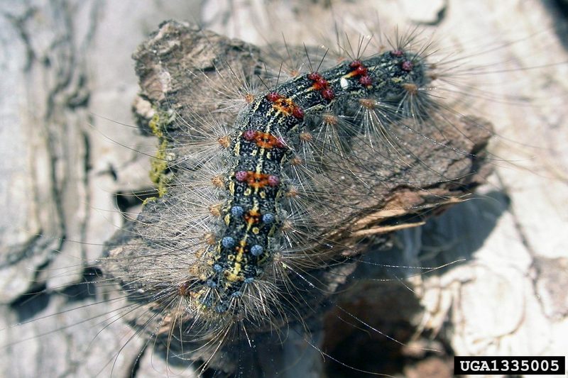 Gypsy Moth (Lymantria dispar)  caterpillars {!--매미나방 유충-->; DISPLAY FULL IMAGE.
